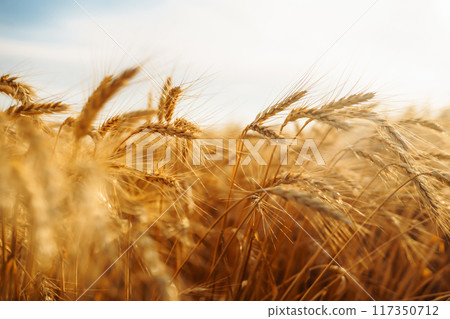 Amazing background of ripening ears of yellow wheat field against the blue sky. Agricultural farm. Amazing background of ripening ears of yellow wheat field against the blue sky. Agricultural farm. 117350712