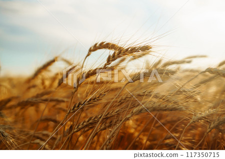 Amazing background of ripening ears of yellow wheat field against the blue sky. Agricultural farm. 117350715