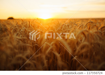 Sunbeams of the setting sun on a golden wheat field. harvest nature growth. Harvesting. Sunbeams of the setting sun on a golden wheat field. harvest nature growth. Harvesting. 117350724