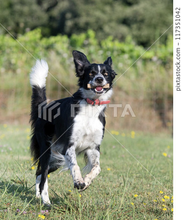 obedience training for border collie 117351042