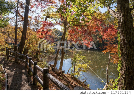 神奈川縣秦野市新西湖，紅葉染紅 117351134