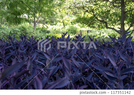 Purple Goten at Adachi City Agricultural Park 117351142