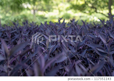 足立市農業公園的紫色禦殿 足立市農業公園的紫色禦殿 117351143