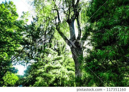The lights of Iwate Prefectural Sports Park in midsummer 117351160