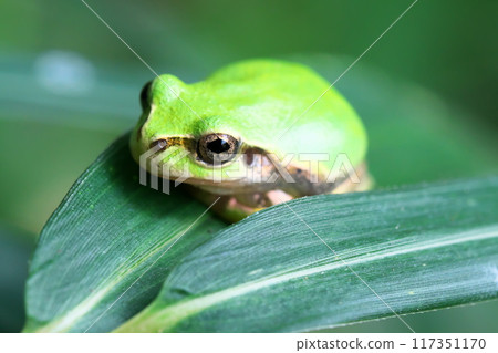一隻樹蛙蜷縮著坐在香盒上 117351170