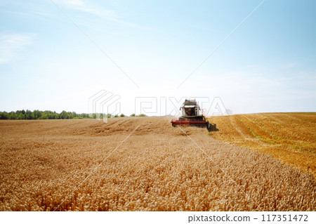Combine harvester harvests grain in the field. Agriculture, gardening or ecology concept. 117351472
