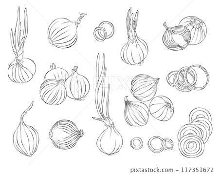 Simple vector illustration of Onion outline for colouring page 117351672
