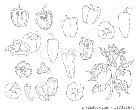 Bell pepper icon, outline style Stock Vector Image and Art Bell pepper icon, outline style Stock Vector Image and Art 117351673