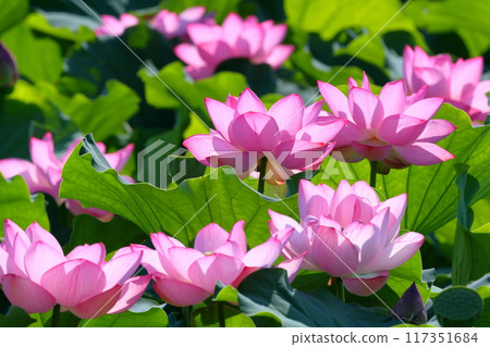 埼玉縣比企郡川町下八林平成之森公園蓮花池的古蓮花簇 埼玉縣比企郡川町下八林平成之森公園蓮花池的古蓮花簇 117351684