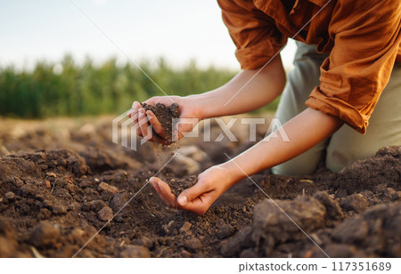 Female Hand of expert farmer collect soil and checking soil health before growth a seed of vegetable 117351689