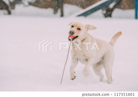 Funny pet labrador dog animal during seasonal activity. beautiful breed dog funny labrador outdoor pedigree pet portrait purebred. 117351801