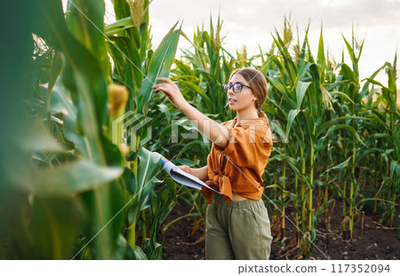 Farmer woman stands in field, inspects green corn plantation. Agricultural industry. Harvest concept Farmer woman stands in field, inspects green corn plantation. Agricultural industry. Harvest concept 117352094