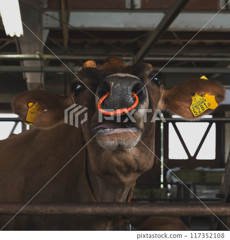 Cattle seen from the front Cattle seen from the front 117352108