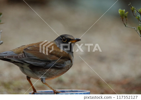 一隻白腹鳥飛進花園, 一隻白腹鳥飛進花園, 117352127