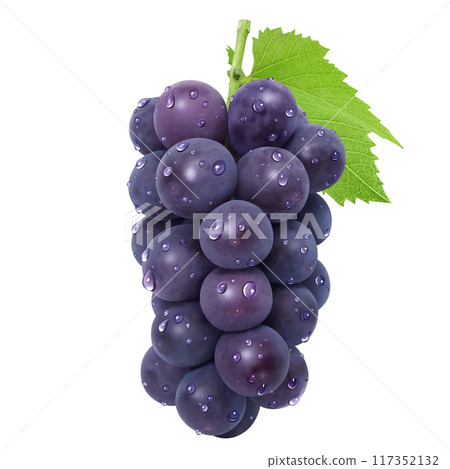 巨峰插畫真實葡萄 117352132