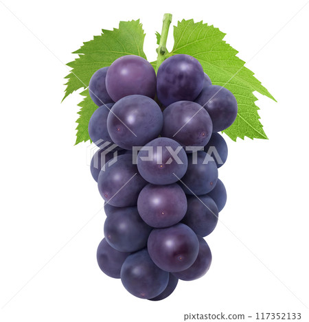 巨峰插畫真實葡萄 117352133