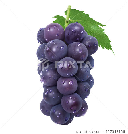 Kyoho illustration realistic grapes 117352136