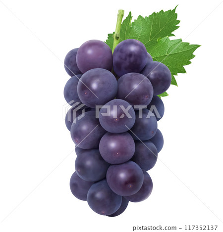 巨峰插畫真實葡萄 117352137