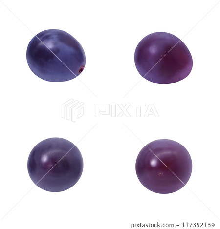 巨峰插畫真實葡萄 巨峰插畫真實葡萄 117352139