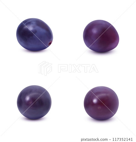 Kyoho grape illustration, realistic Kyoho grape illustration, realistic 117352141