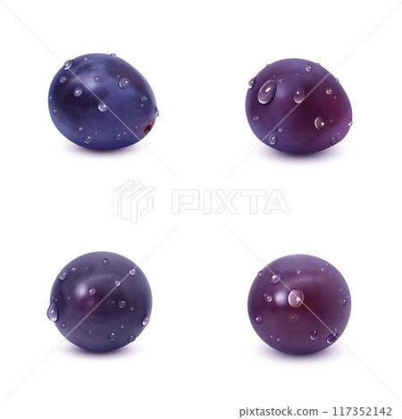 Kyoho illustration realistic grapes 117352142