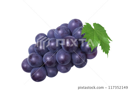 巨峰插畫真實葡萄 117352149