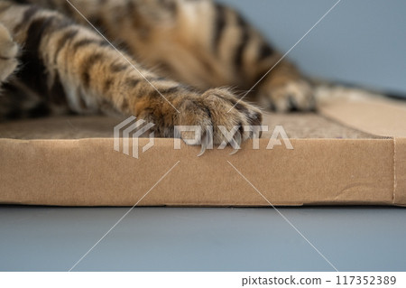 Close-up of cat claws. The cat uses a scratching post made of cardboard. An eco-friendly modern product. 117352389