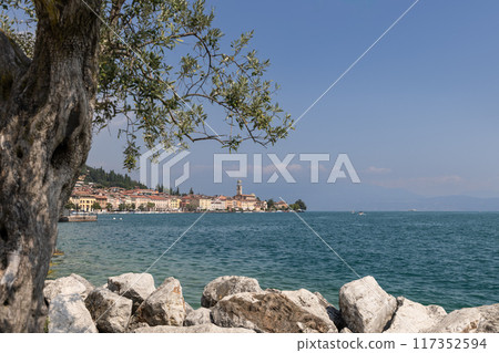 Old olive tree foregrounding the panoramic view of Salo along Lake Garda shores 117352594