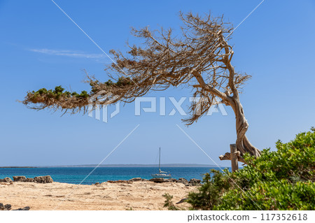 A solitary barren tree on the Ibiza coast frames a yacht in the pristine emerald sea 117352618