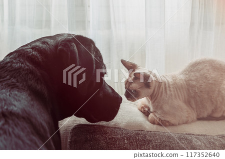 Black Labrador and Cornish Rex cat meet, exchanging looks in soft light 117352640