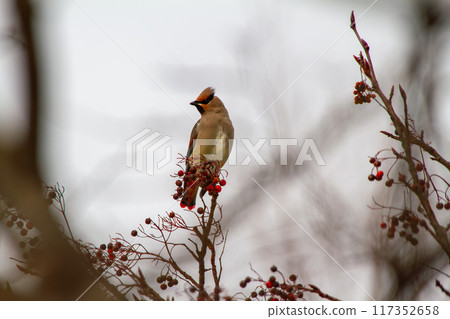 Hillenak Hillenak 117352658