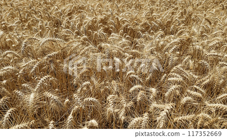 Golden Cereal field with ears of rye, Agriculture farm and farming concept 117352669