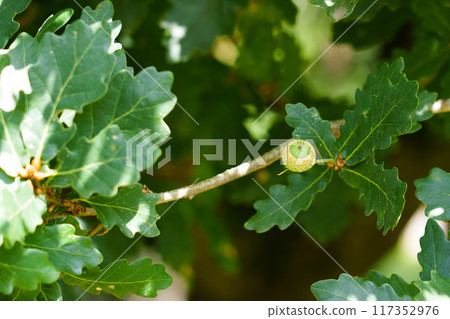 Oak branch with young acorn and lush green foliage. Copy space Oak branch with young acorn and lush green foliage. Copy space 117352976