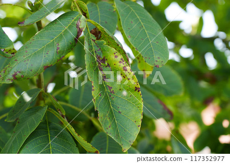 Spots on green leaves of the walnut tree. Disease damage on foliage in the garden Spots on green leaves of the walnut tree. Disease damage on foliage in the garden 117352977