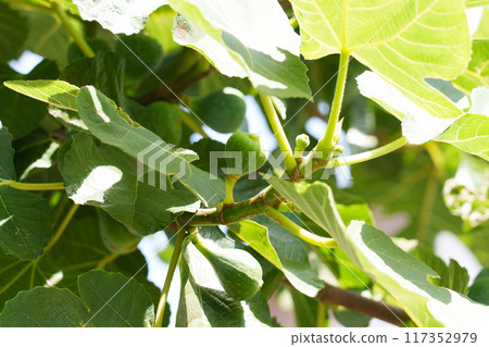 Ripening fig fruits on a tree with green succulent foliage Ripening fig fruits on a tree with green succulent foliage 117352979