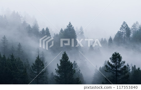 Serene misty coniferous forest scene, dense fog covering evergreen trees creating mysterious atmosphere, woodland landscape with low visibility, nature background with silhouetted pine trees in haze Serene misty coniferous forest scene, dense fog covering evergreen trees creating mysterious atmosphere, woodland landscape with low visibility, nature background with silhouetted pine trees in haze 117353840