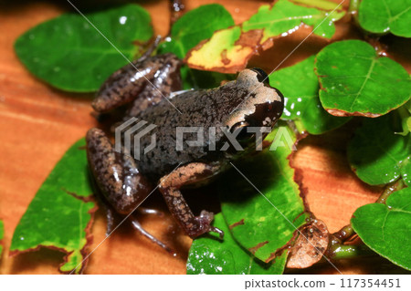 Close up of a frog on a green leaf in the rainforest Close up of a frog on a green leaf in the rainforest 117354451