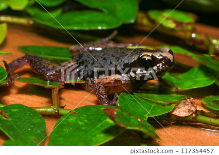 Close up of a frog on a green leaf in the rainforest Close up of a frog on a green leaf in the rainforest 117354457