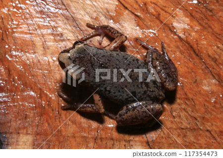 Close up of a frog on a green leaf in the rainforest Close up of a frog on a green leaf in the rainforest 117354473