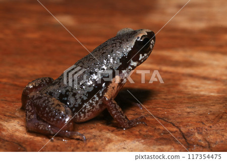Close up of a frog on a green leaf in the rainforest 117354475