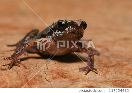 Close up of a frog on a green leaf in the rainforest 117354483