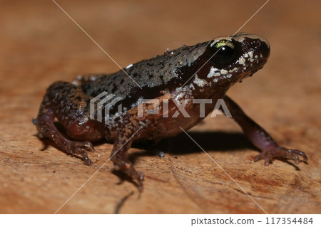 Close up of a frog on a green leaf in the rainforest Close up of a frog on a green leaf in the rainforest 117354484