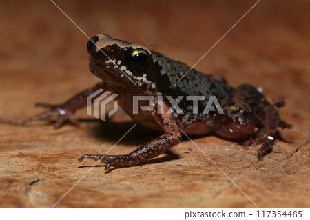 Close up of a frog on a green leaf in the rainforest Close up of a frog on a green leaf in the rainforest 117354485