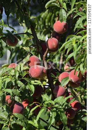 Bright red peach fruits on branches of the tree. 117354537