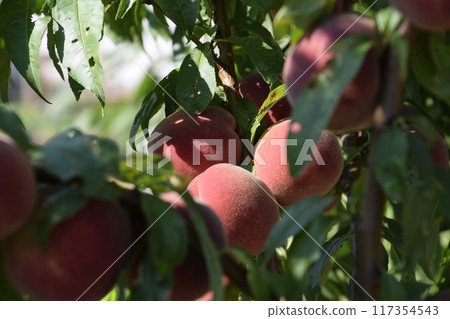 Bright red peach fruits on branches of the tree. Bright red peach fruits on branches of the tree. 117354543