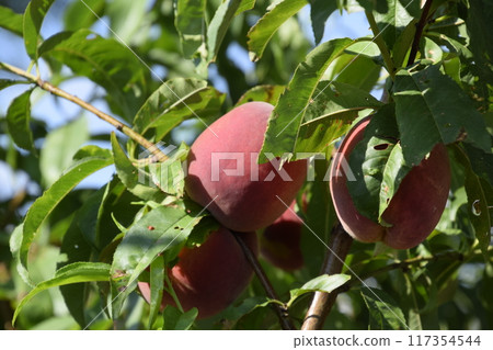 Bright red peach fruits on branches of the tree. 117354544