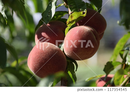 Bright red peach fruits on branches of the tree. Bright red peach fruits on branches of the tree. 117354545