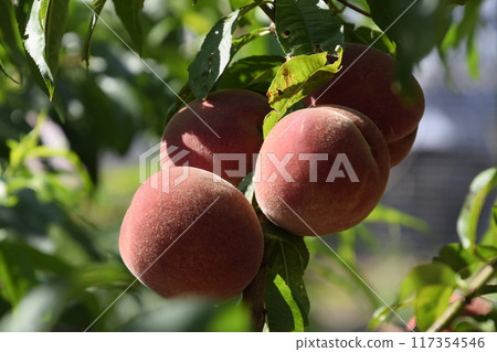 Bright red peach fruits on branches of the tree. Bright red peach fruits on branches of the tree. 117354546