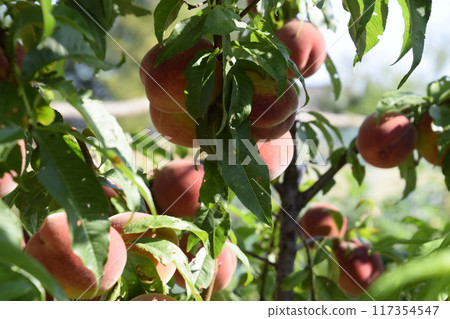 Bright red peach fruits on branches of the tree. Bright red peach fruits on branches of the tree. 117354547