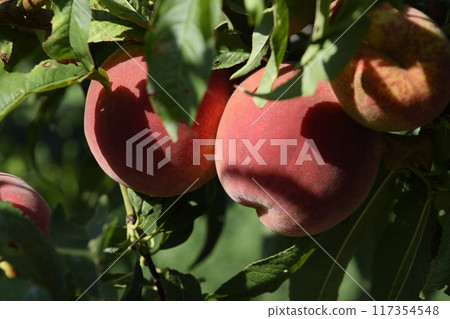 Bright red peach fruits on branches of the tree. Bright red peach fruits on branches of the tree. 117354548